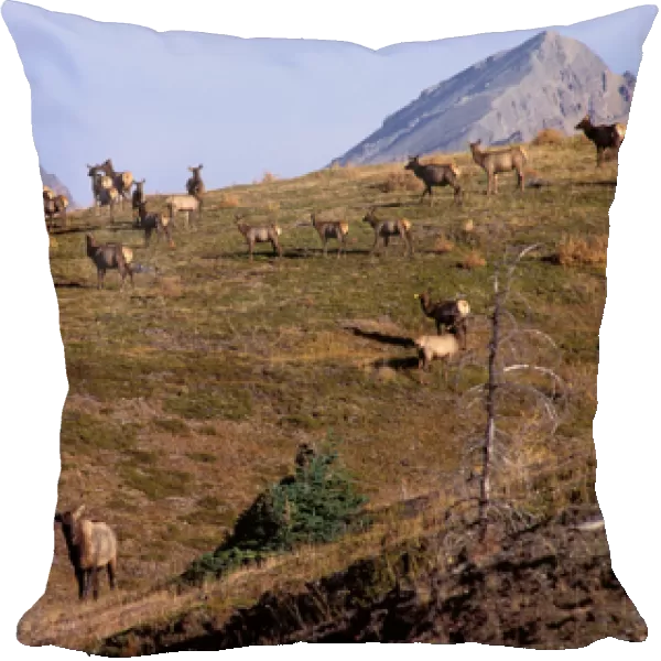 North America, Canada, Alberta, Mount Assiniboine Provincial Park. Elk (Cervus Elaphus)