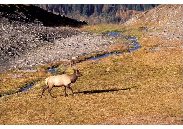 North America, Canada, Alberta, Mount Assiniboine Provincial Park. Elk (Cervux Elaphus)