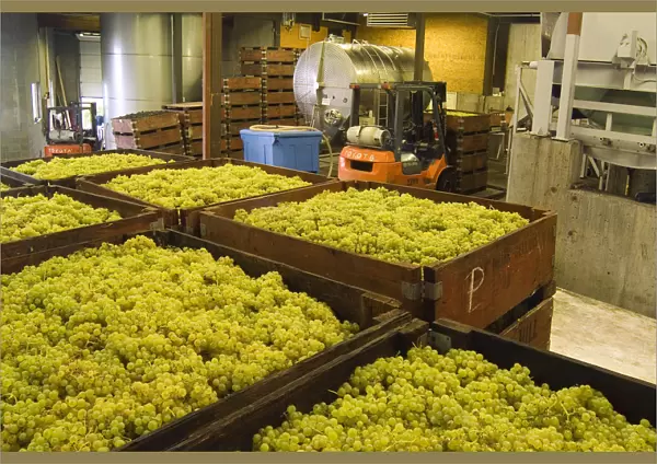 Harvested white grapes in the production area of Grey Monk Estate Winery in the northern