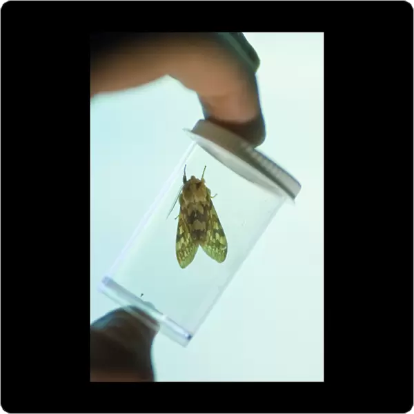 Live insect specimen held in front of insect screen that Dr. John McLean uses with black light