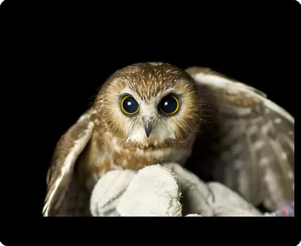 Northern saw-whet owl, Aegolius acadicus, being released from a rehabilitation center