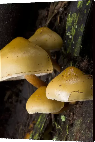 Mushrooms, Stanley Park, British Columbia