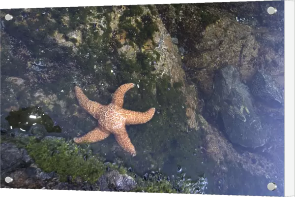 Ochre Star (Pisaster ochraceus) in Dicebox Island Tidepool, Broken Island Group