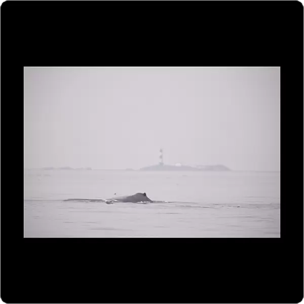 CANADA, British Columbia, Victoria. Humpback Whale surfacing near Race Rocks Lighthouse