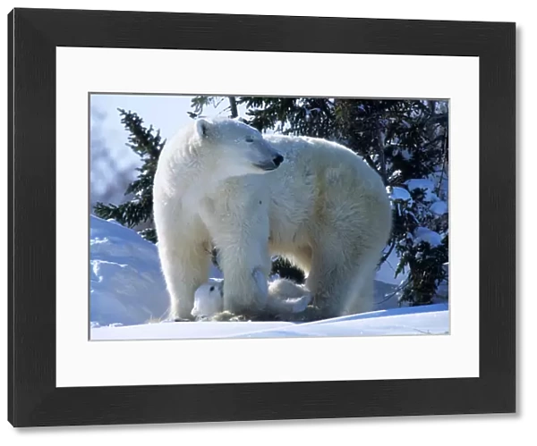 Female Polar Bear standing with cub of the year(coy) underneath Canada, Manitoba