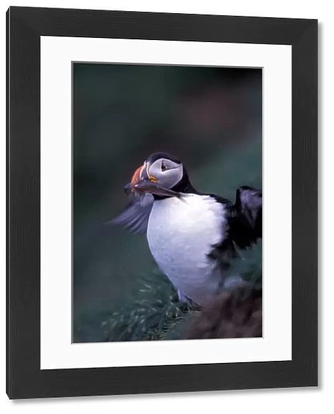 North America, Canada, Newfoundland, Witless Bay, Atlantic Puffin with fish