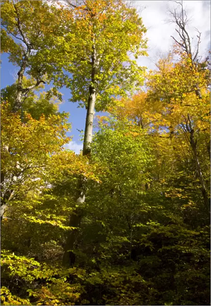 Autumn forest in Gatineu Park, Quebec