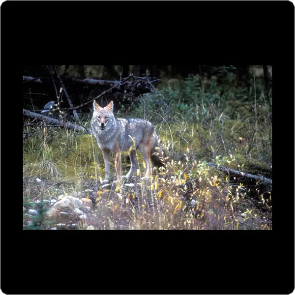 Canada, Yukon Territory, Coyote (Canis latrans) at forests edge near Kluane