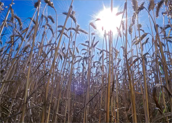 Low point view of wheat plants with direct sunshine