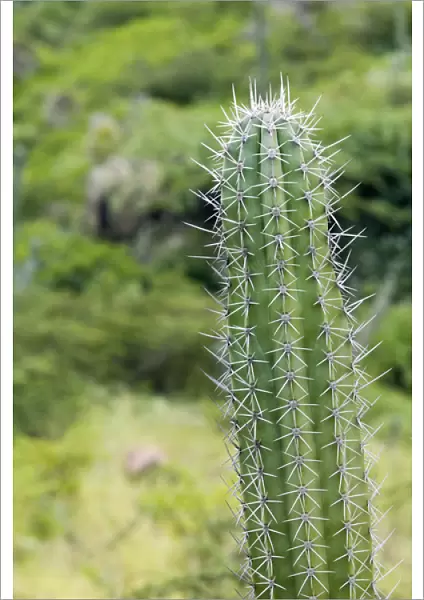 ABC Islands - ARUBA - Arikok National Wildlife Park: Cactus