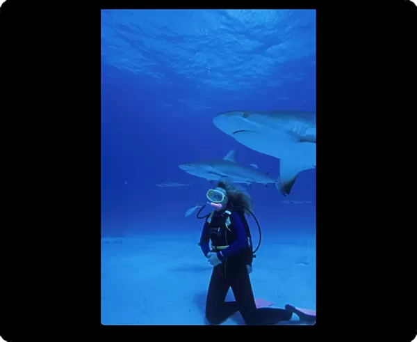 01. Caribbean, Bahamas, Diver explore shipwreck and Gray Reef Shark