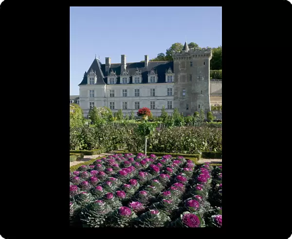 Garden at the Chateau of Villandry in autumn, Indre-et-Loire, Loire Valley, France