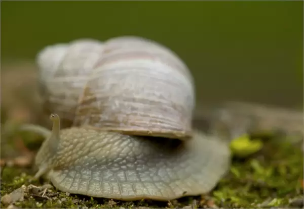 snail, Czech Republic, Ceske Budejovice