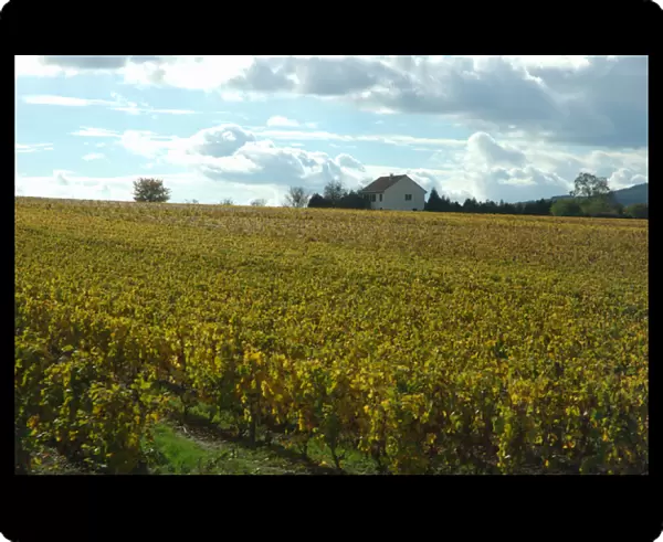 03. France, Burgundy, private home among vineyards (Editorial Usage Only)