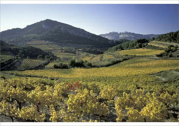 Europe, France, Vaucluse Dentelles de Montmirail Provence vineyards in autumn