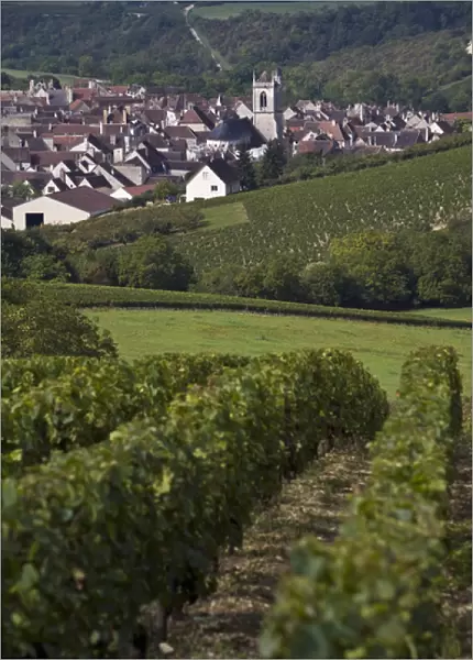 Vineyards, Irancy, Yonne, Burgundy, France