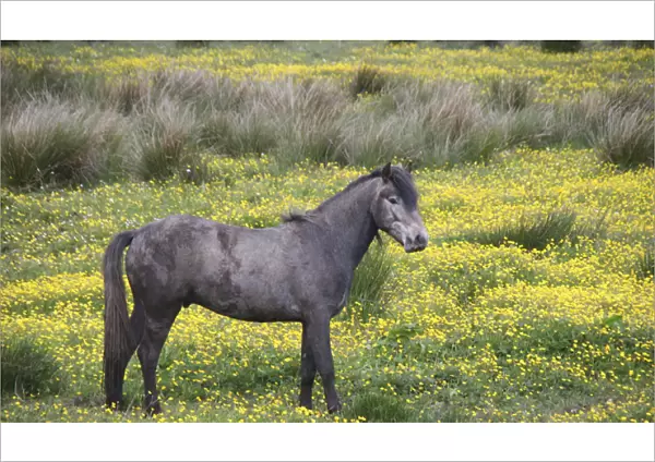 In Western Ireland, a farm horse in a bright field of yellow wildflowers in the Irish