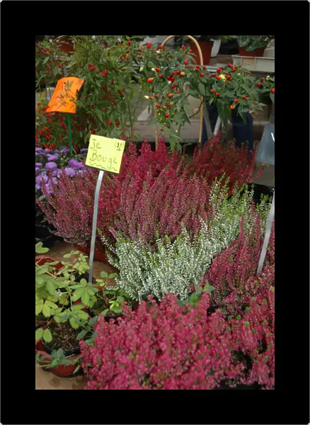 03. France, Arles, Provence, flowers at outdoor market