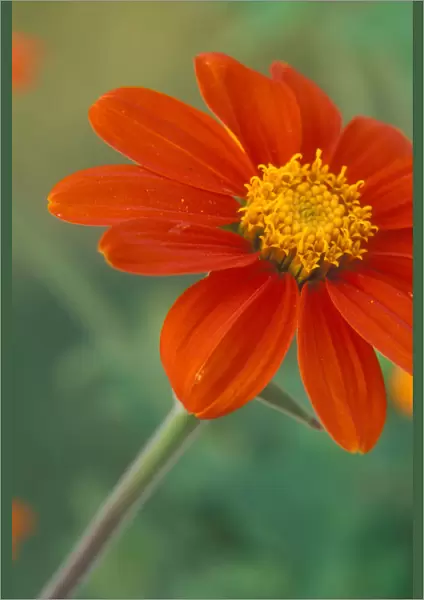 Tithonia (Mexican Sunflower) blossoms with water droplets