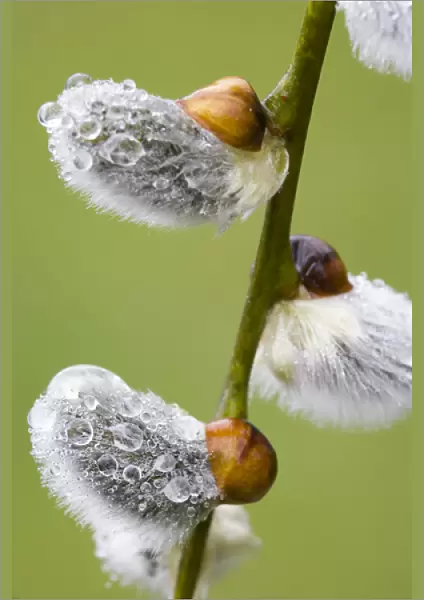 Close-up of rain drops on pussy willows. Credit as: Don Paulson  /  Jaynes Gallery  /  DanitaDelimont