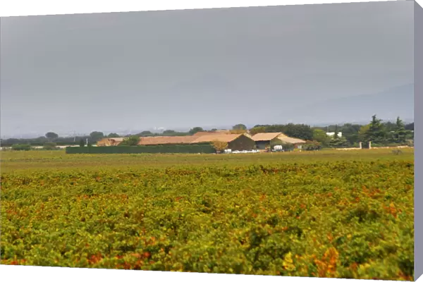The Domaine de Beaucastel and vineyards. Chateau de Beaucastel, Domaines Perrin