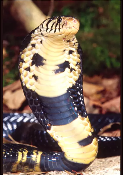 Forest Cobra Naja melanoleuca Native to Central Africa