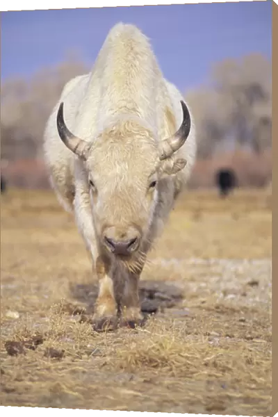 Captive white American bison; American Indians revered rare white buffalo as a spirit