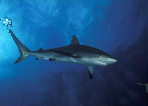 Bahamas Caribbean reef shark