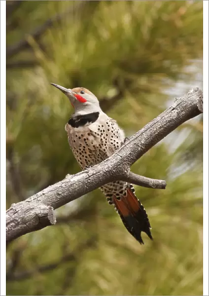 A Northern Flicker (red-shafted) (Colaptes auratus)