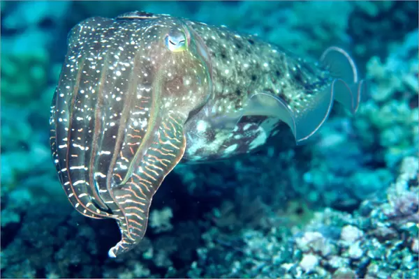Solomon Islands, Cuttlefish (head with tentacles)