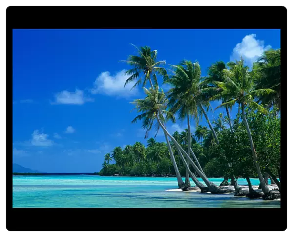 Palm trees surround turquoise waters in the tropical lagoon of Tahaa in the Society