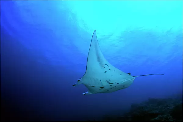 Manta ray in Goofnuw Channel, Yap