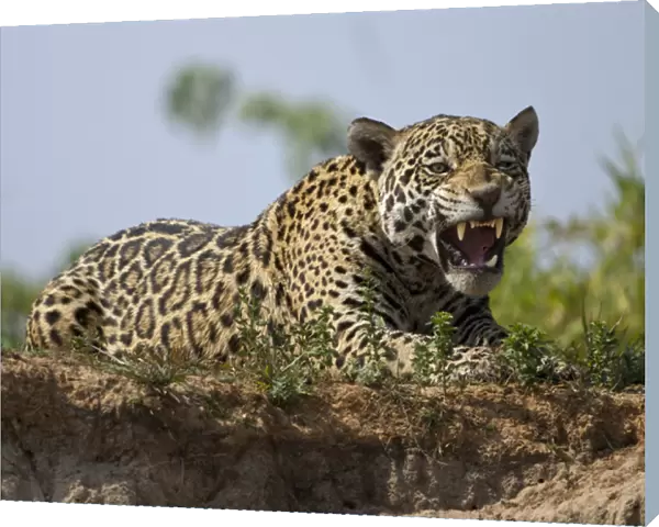 Pantanal, Brazil, South America Jaguar, Panthera onca, yawning