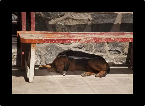 South America, Chile, Zapallar. Dog naps under a red wooden bench. Credit as: Wendy