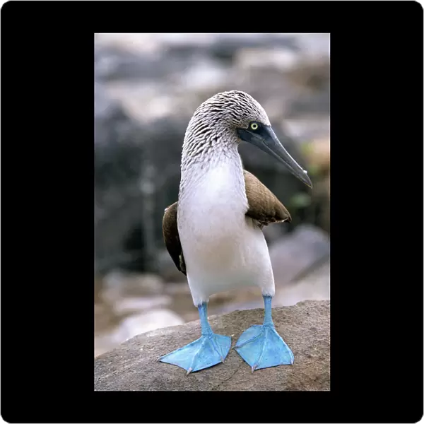 Blue-footed booby Isla Espanola, Galapagos Islands, Ecuador, South America
