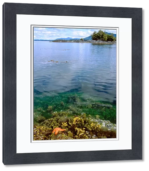 North America, United States, Alaska, Sitka, Sitka Sound. Rocky shores of Redoubt Bay, starfish