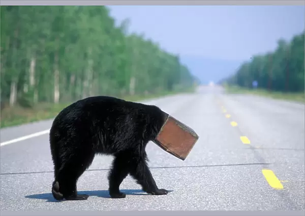 USA, Alaska, Black Bear (Ursus americanus) coffee can stuck on head walks blindly across Alaska Hwy