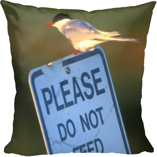 USA, Alaska, Chugach State Park, Arctic Tern (Sterna paradisaea) sits on sign by