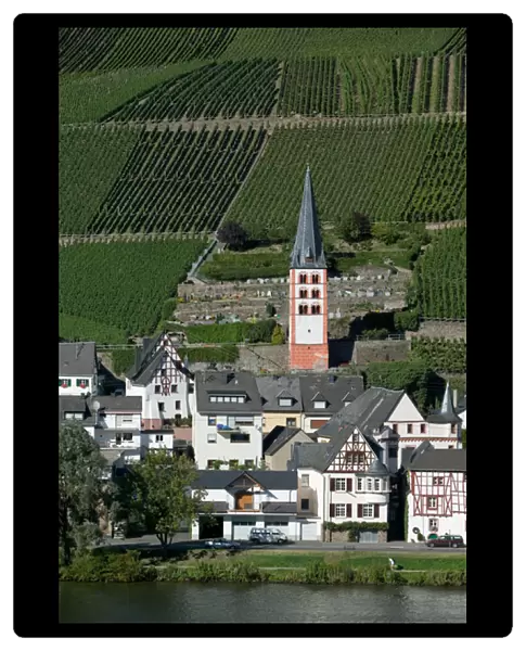 Merl bei Zell, vineyards, Mosel Valley, Rhineland Palatinate, Germany