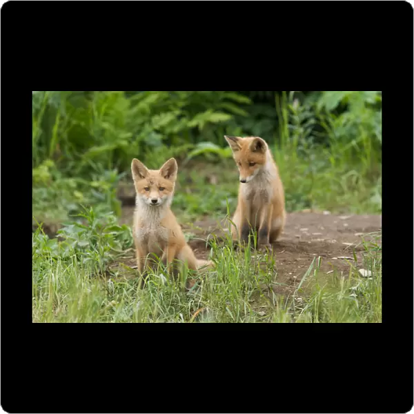 North America, USA, Alaska, McNeil River. Red Fox