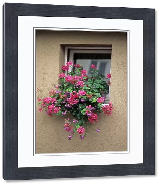 Flowers in a window on a German house. germany, german, europe, european, deutsche