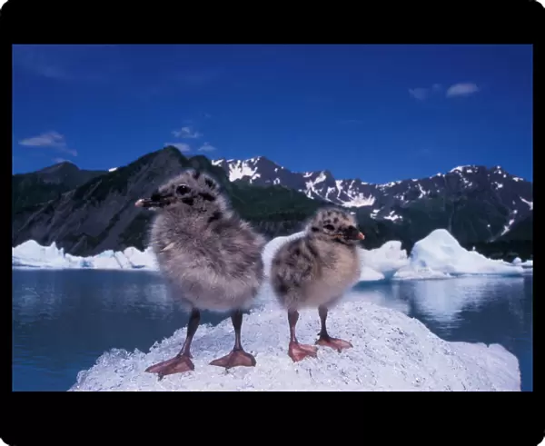 mew gull, Larus canus, chicks sit on ice from Bear Glacier to avoid bugs, Bear Glacier Lake