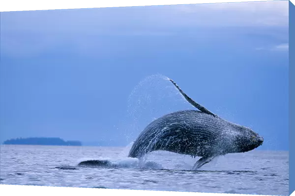 USA, Alaska, Tongass National Forest, Humpback Whale (Megaptera novaengliae) breaches