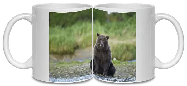 USA, Alaska, Katmai National Park, Grizzly Bear (Ursus arctos) sitting along salmon