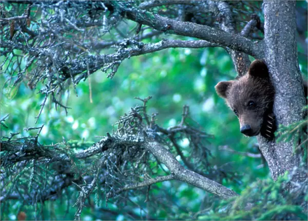 USA, Alaska, Katmai NP, Grizzly Bear cub (Ursus arctos) rests in black spruce tree
