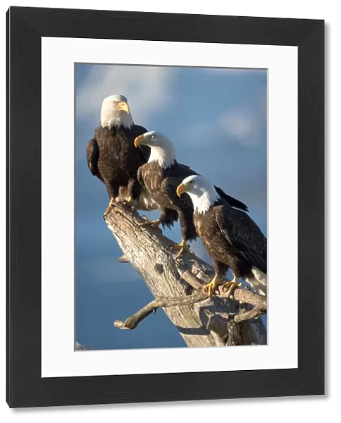USA, Alaska, Homer, Bald Eagles (Haliaeetus leucocephalus) roost on driftwood perch