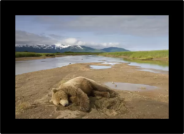 USA, Alaska, Katmai National Park, Brown Bear (Ursus arctos) resting in stream bed