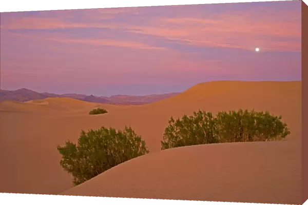 Dusk and setting moon over the sand dunes of Stove Pipe Wells area Death Valley N