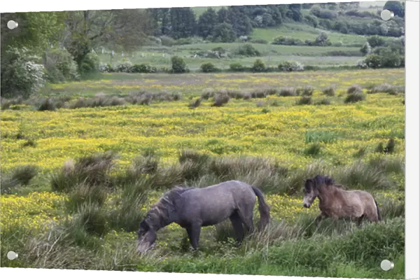 In Western Ireland, three horses wander in a bright field of yellow wildflowers in