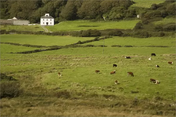 Irish Countryside, Ireland, Farm, Cows